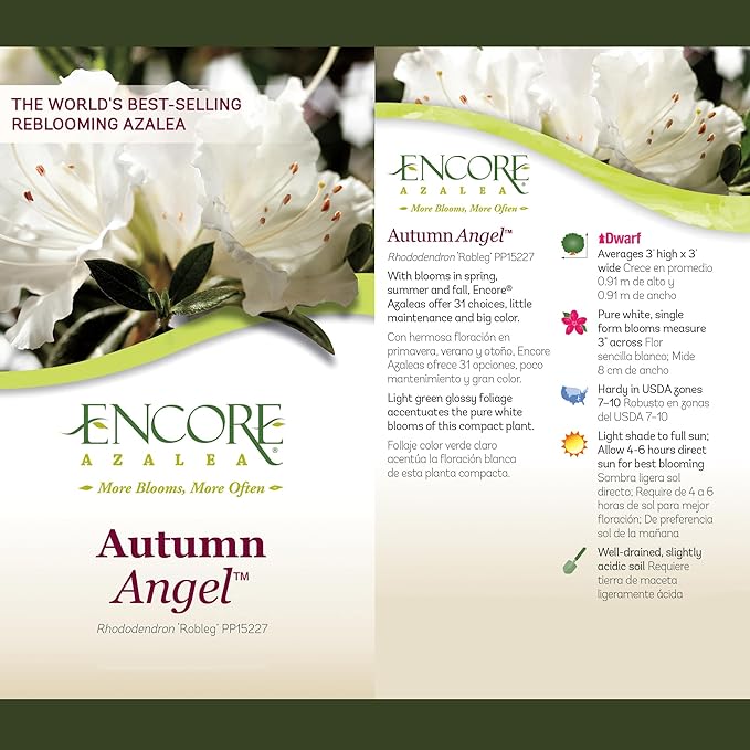 2 Gal. Autumn Angel Shrub