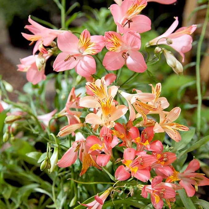 CHUXAY GARDEN Mix Peruvian Llily Seed 20 Seeds Alstroemeria Flower Ornamental Flowering Plant Showy Display Adding a Decorative Appeal