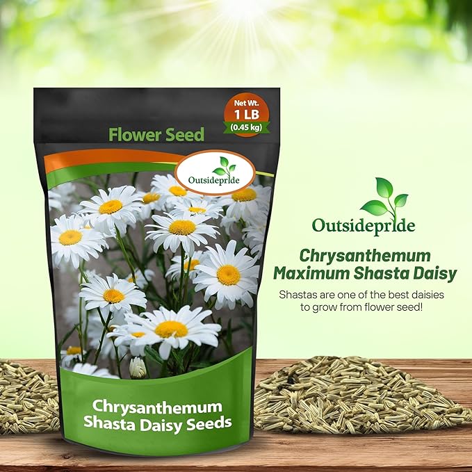 Outsidepride Shasta Daisy Chrysanthemum Seeds - 1 Lb. Perennial Deer Proof, Drought Tolerant, Wildflower Seeds for Pollinator Gardens, Cut Flowers & Water-Efficient, Low Maintenance Landscaping