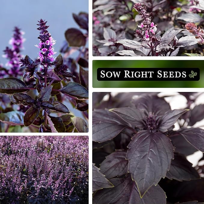 Sow Right Seeds - Opal Basil Seeds for Planting - Non-GMO Heirloom Packet with Instructions to Plant Indoors or Outdoor - Great for Hydroponics or Growing a Kitchen Herb Garden - Purple Leaves (1)