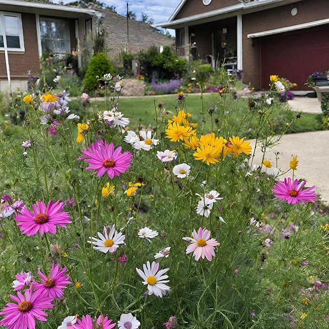 Utah Wildflower Seed Mix, Covers 325 Sq Ft, 17 Flower Varieties, Over 53,000 Seeds - Created By Nature
