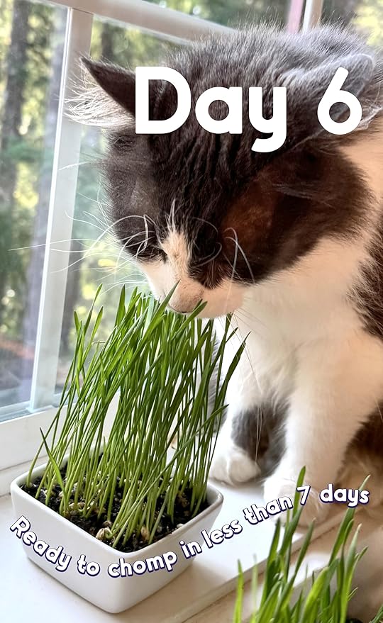 Cat Grass Seeds – Smooth Tasty Ryegrass – Grows 24 Pots of Fresh Cat Grass for Indoor Cats & Kittens – Easy & Fast to Grow – Small Pack Grows 300 Square inches of Edible cat Grass Vitamunch