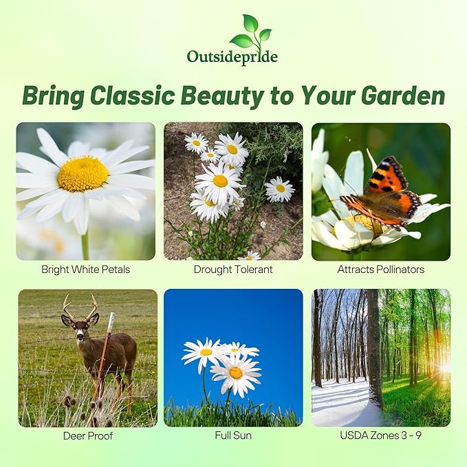 Outsidepride Shasta Daisy Chrysanthemum Seeds - 1/4 Lb. Perennial Deer Proof, Drought Tolerant, Wildflower Seeds for Pollinator Gardens, Cut Flowers & Water-Efficient, Low Maintenance Landscaping