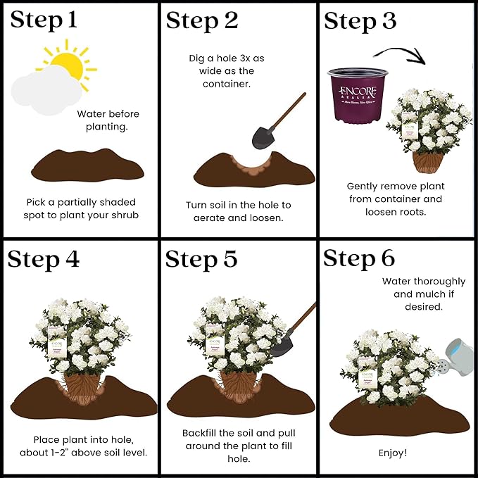 2 Gallon Encore Azalea Autumn Angel Shrub