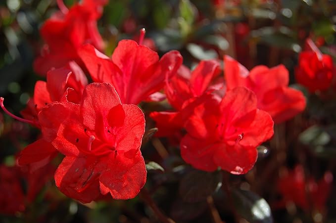 Azalea 'Stewartstonian' (Azalea) Shrub, red flowers, #3 - Size Container