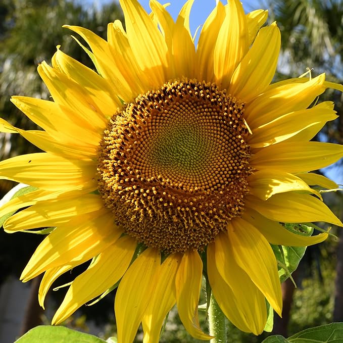 Seed Needs, 1 Ounce 300+ Mammoth Sunflower Seeds to Plant (Helianthus annuus Grey Stripe) Grow Tall Giant Sun Flowers! Flower Seeds Attract Bees and Birds to The Garden - Bulk