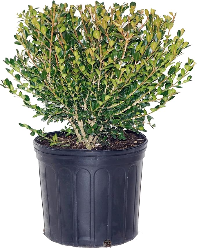 Buxus micro. 'Winter Gem' (Boxwood) Evergreen, shiny green foliage, #3 - Size Container