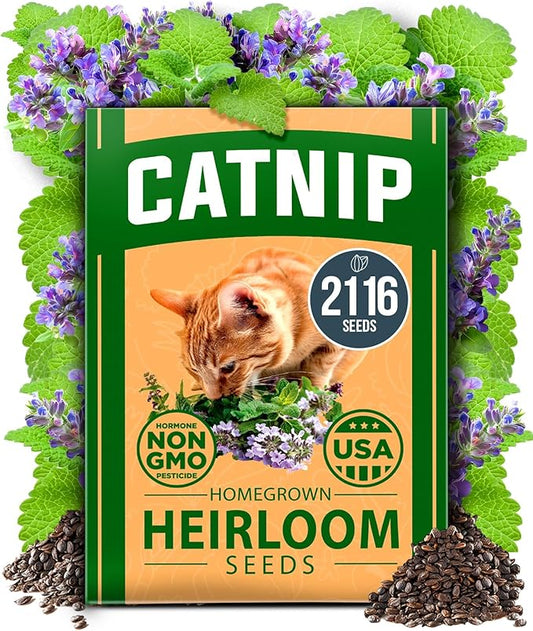 HOME GROWN Catnip Seeds (Bulk Pack) Non-GMO Heirloom Herb Seeds - Indoor or Outdoor Seed - High-Germination Cat Nip - Cat Safe Plants (Nepeta cataria)
