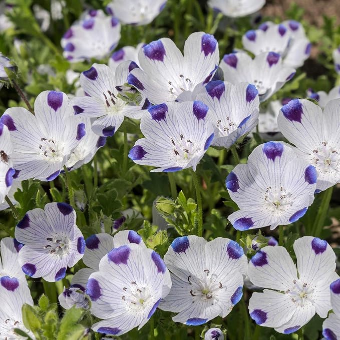 Outsidepride 1 lb. Annual Nemophila Five Spot Wild Flower Seeds for Planting