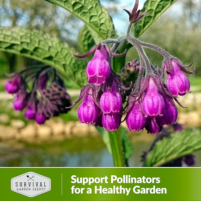 Survival Garden Seeds Comfrey Seed for Planting - 5 Packets with Instructions to Plant and Grow Slippery Root Plants in Your Home Herb Garden - Symphytum officinale - Non-GMO Heirloom Seed Variety