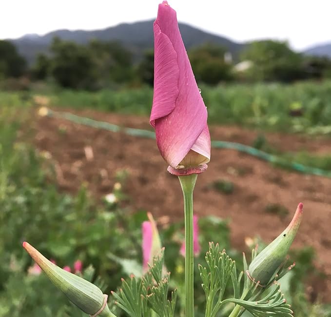 Plant Good Seed Purple Gleam California Poppy Seeds - Heirloom Seeds for Planting Flowers - Gardening Supplies, Herb Garden, Wildflower, Flower Seeds to Plant Outside - Non-GMO, from USA