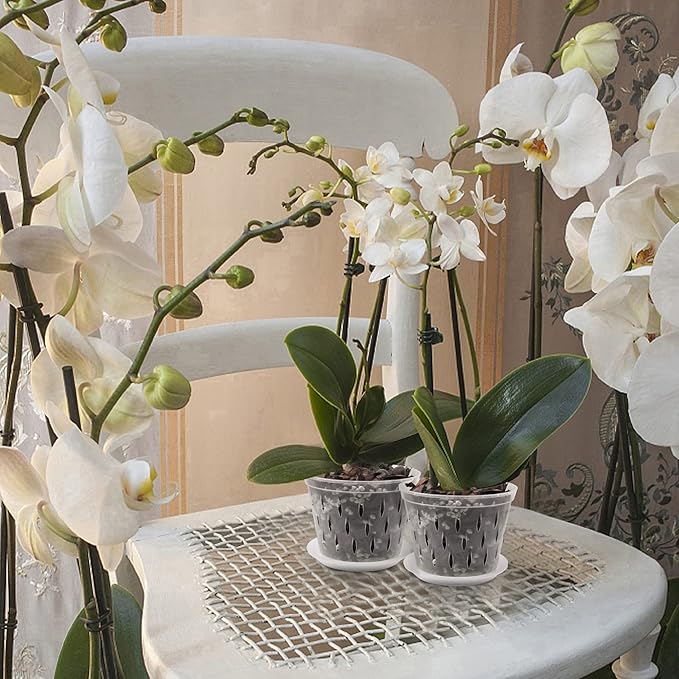 6 Pack 5 Inch Clear Orchid Pots with Holes and Saucers Orchid Pot for Plant and Repotting