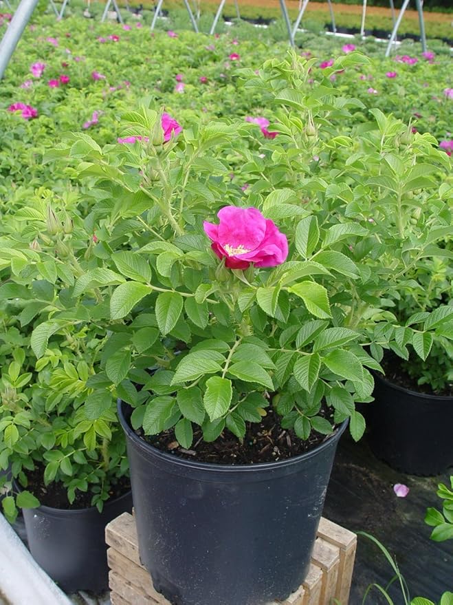 Rosa rugosa (Rugosa Rose) Rose, pink flowers, #3 - Size Container
