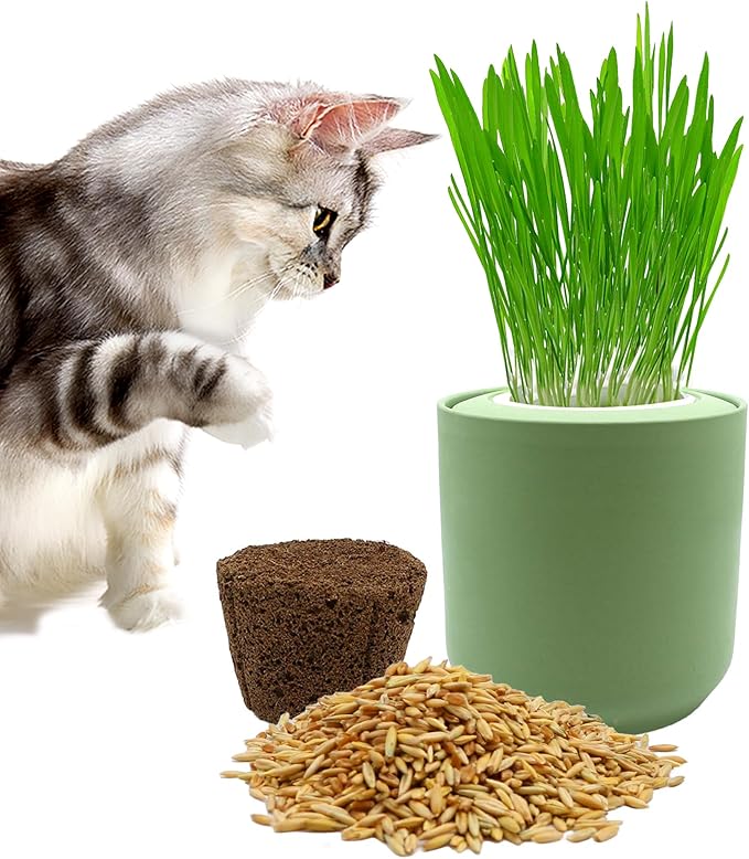 Ceramic Pot Cat Grass for Indoor Cats with Organic Cat Grass Seed Mix – Safe Pet Grass for Cats and Small Pets | Easy-to-Grow Indoor Garden for Pet Digestion (Green)
