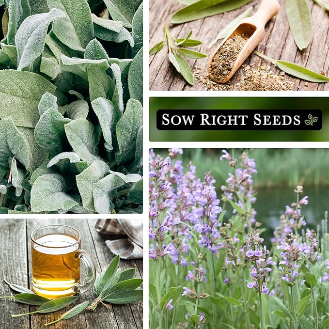 Sow Right Seeds - Sage Seeds for Planting - Non-GMO Heirloom Packet with Instructions to Plant and Grow Kitchen Herb Garden - Indoor or Outdoor - Great for Pollinators - Culinary Seasoning (3)