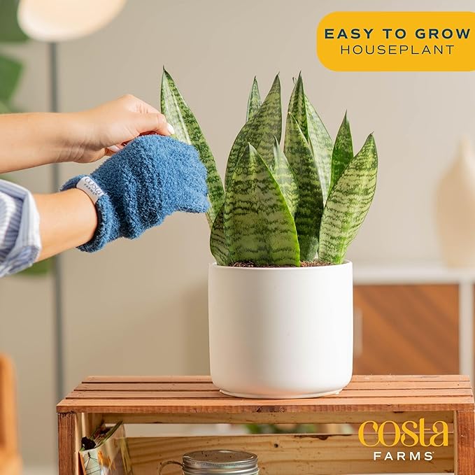 Costa Farms Snake, Sansevieria Mother-In-Law's Tongue in Mid-Century Modern Planter Stand Fits on Floor/Tabletops, Live Indoor Plant, 12-Inch Tall, Grower's Choice