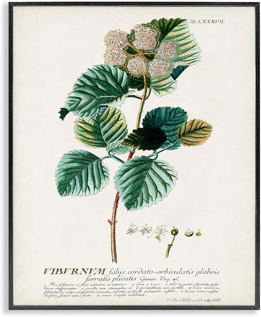 Stupell Industries Botanical Plant Illustration Seeds Vintage Design Black Framed Wall Art, Multi-Color 11 x 14