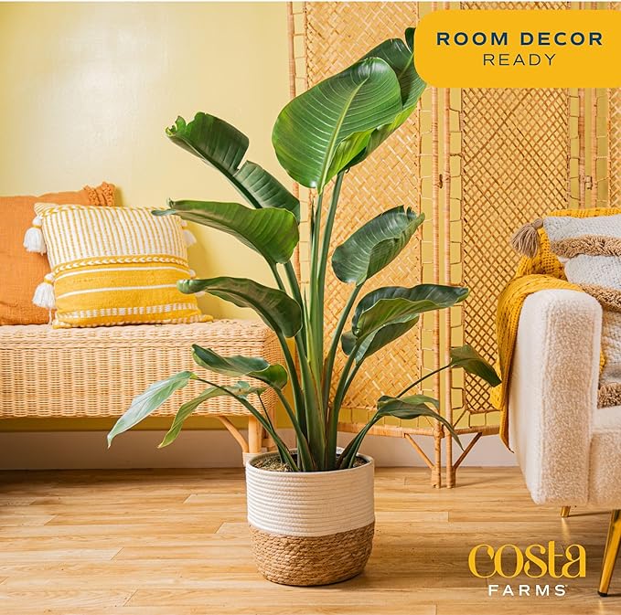 Costa Farms White Bird of Paradise, Live Indoor Plant in Boho Decor Plant Pot, Potting Soil Mix, Tropical Air Purifying Houseplant, Home and Office Decor, Unique Plant Gift, 3-4 Feet Tall