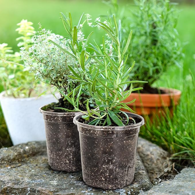 1 Gallon Reinforced Clear Nursery Pots with Drainage Hole, 30 Packs, 6.7 Inch Transparent Pots for Seedlings, Indoor/Outdoor Plants, Veggies, Flowers, and Professional Nursery Use