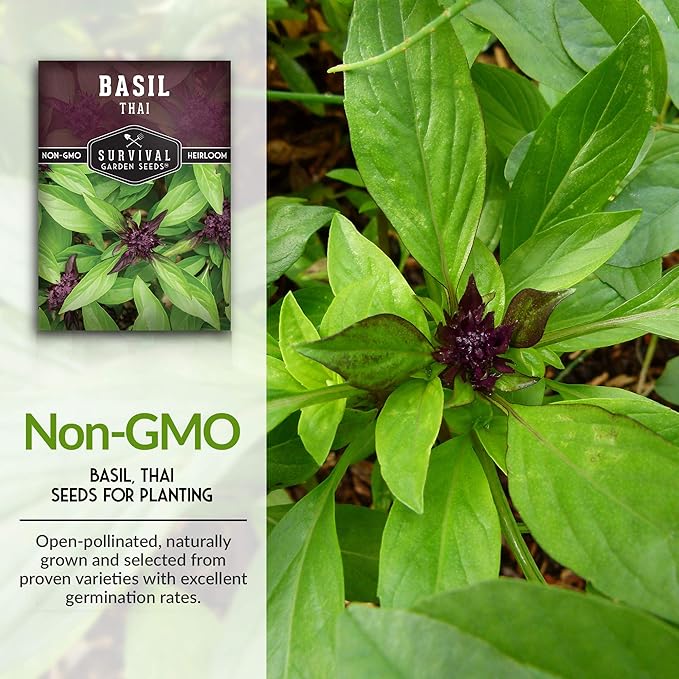 Survival Garden Seeds - Thai Basil Seed for Planting - Packet with Instructions to Plant and Grow Asian Basil Indoors or Outdoors in Your Home Vegetable Garden - Non-GMO Heirloom Variety - 2 Pack