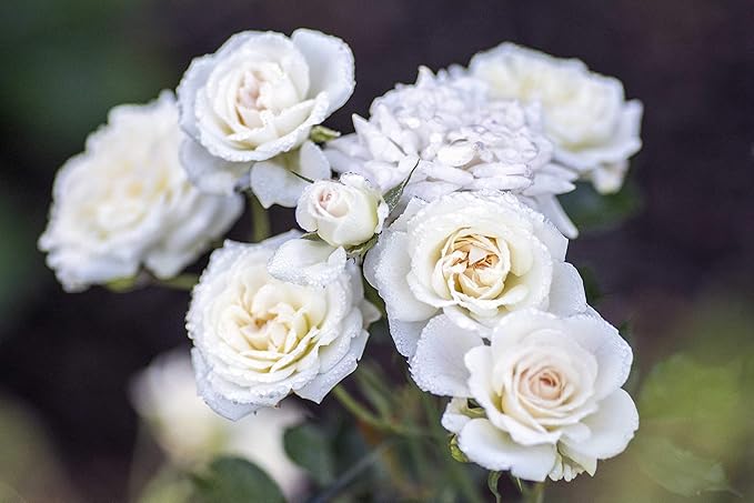 Drift Roses - Rosa White Drift (Rose) Rose, double white flowers, #2 - Size Container
