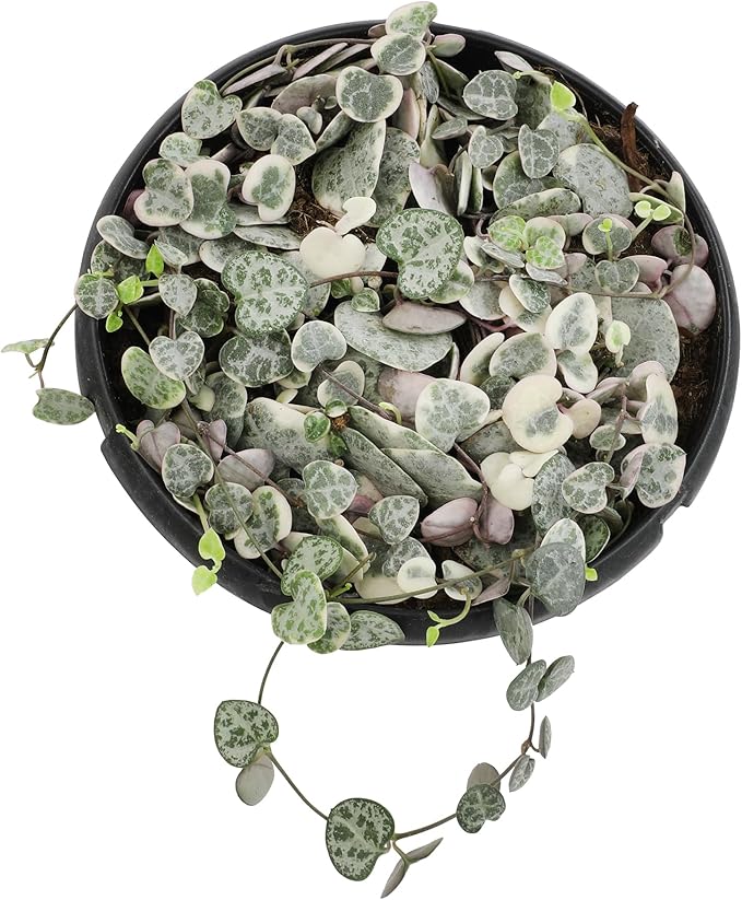 Variegated String of Hearts Hanging Basket, Ceropegia linearis Woodii, String of Hearts Plant Live Succulents Plants Live Houseplants, House Plants Indoors Live Indoor House Plants by Plants for Pets