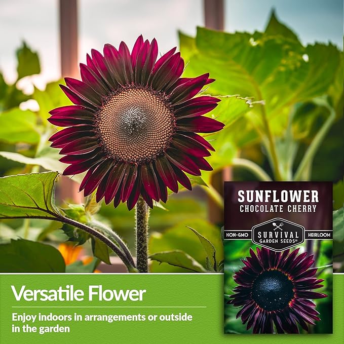 Survival Garden Seeds - Chocolate Cherry Sunflower Seed for Planting - 2 Packets with Instructions to Plant & Grow Burgundy Sunflowers in Your Vegetable & Flower Garden - Non-GMO Heirloom Variety