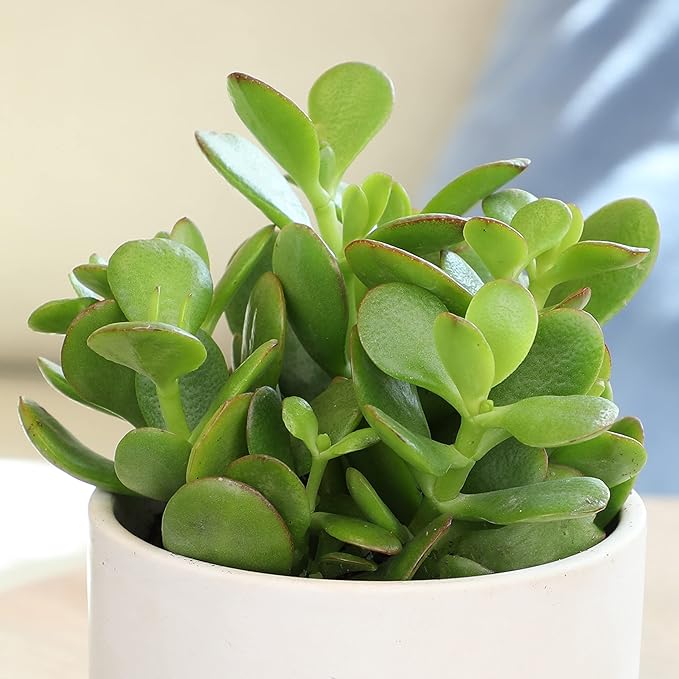 Altman Plants Live Jade Plant Collection (8PK), Classic Jade Plants in 2.5" Pots, Mini Succulents, Sunset Jade, Live Succulents, Crassula Ovata, Variegated Live Plants & House Plants in Succulent Soil