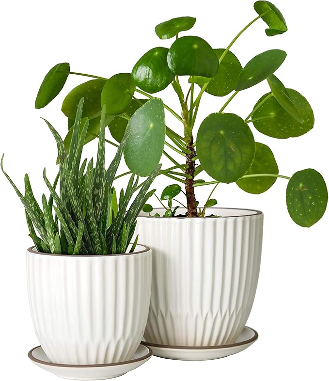 D'vine Dev Set of 2 Stoneware Planter Pots, Ceramic Pot with Drainage Hole and Saucers, 4.5 Inch 5.8 Inch, Ivory, 99-D-1