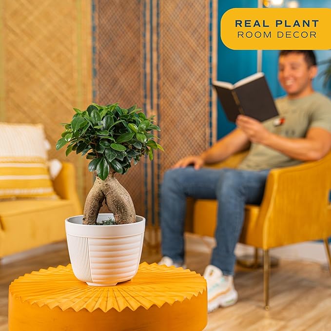 Costa Farms Mini Bonsai Live Indoor Tree, Grower's Choice, 1-Year Old, Potted in Indoor Planter Plant Pot, Tabletop Office and Home Décor, 10-Inches Tall