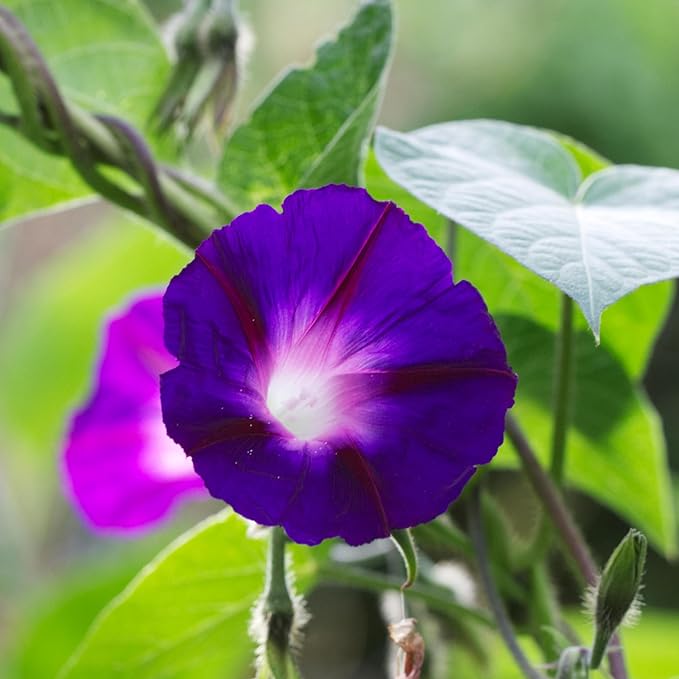 Seed Needs Black Kniolas Morning Glory Seeds for Planting - Heirloom & Open Pollinated Annual Vines - Cover a Fence or Trellis in Deep Purple Almost Black Flowers (5 Packs)