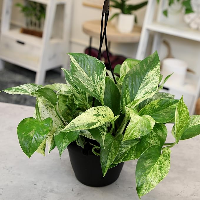 Marble Queen Pothos Hanging Basket, Variegated Pothos Live Plant Decor, Real Pothos Plant with Hanger, Desk Plant & Office Plant, Plant Gift, Easy to Grow House Plant by Plants for Pets