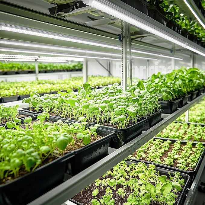 Barrina T8 Grow Lights for Indoor Plants, 4FT Full Spectrum Grow Light, 168W(4 x 42W), Plant Lights for Greenhouse Indoor Growing, V-Shape with Reflector, Linkable, 5000K Daylight White, 4 Packs