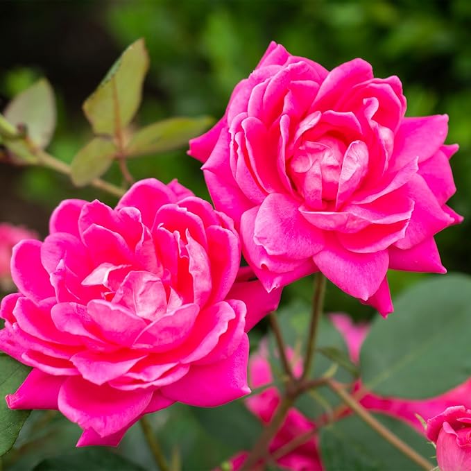 1 Gallon The Pink Double Knock Out® Rose Shrub