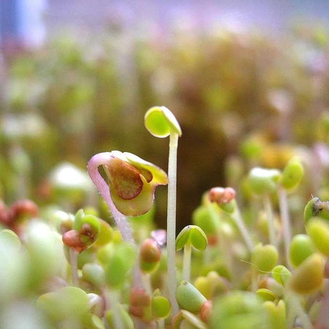 Slow Bolt Cilantro Herb Garden Seeds - 4 Oz ~10,000 seeds - Non-GMO Heirloom Slow Bolt Cilantro Herb Seeds (Coriander) - Outdoor Garden, Indoor Garden, Countertop Microgreens, Organic Micro Greens Kit