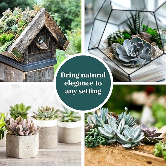 Shop Succulents Rosette Succulent Plant Pack Collection - Live Mini Succulent Plants, Low Maintenance, Floral Shaped Mix of Colors & Textures - Wedding and Party Favors, Gift & Garden, Pack of 10
