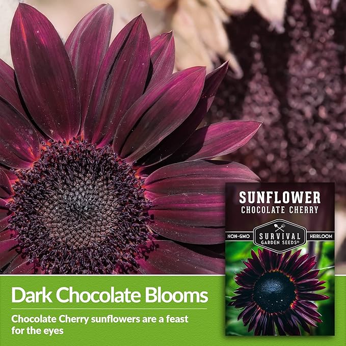 Survival Garden Seeds - Chocolate Cherry Sunflower Seed for Planting - 2 Packets with Instructions to Plant & Grow Burgundy Sunflowers in Your Vegetable & Flower Garden - Non-GMO Heirloom Variety