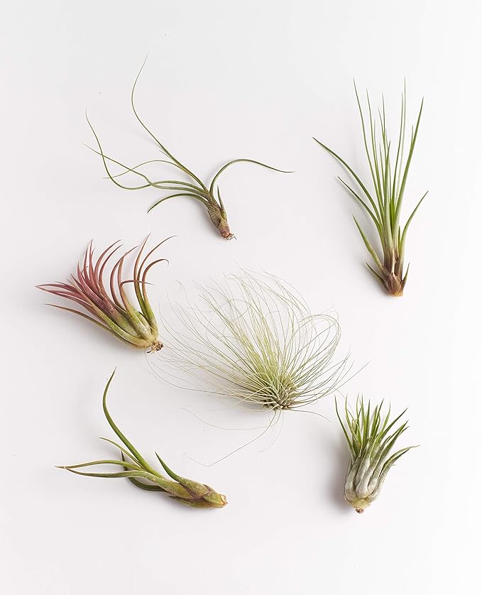 Shop Succulents Hand Selected Variety of Tillandsia Ionantha, Tropical Houseplants for Home Décor and DIY Terrariums Live Air Plants, 4-Pack
