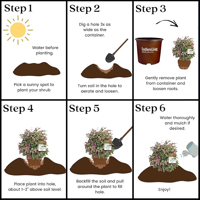 2 Gallon Southern Living Nandina Blush Shrub