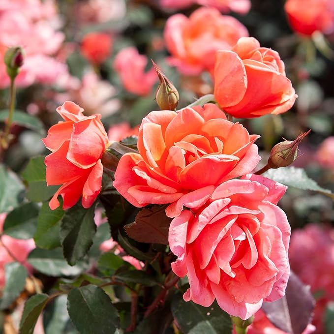 1 Gallon,The Coral Knock Out® Rose Plant with Brick Orange Fading to Coral Blooms