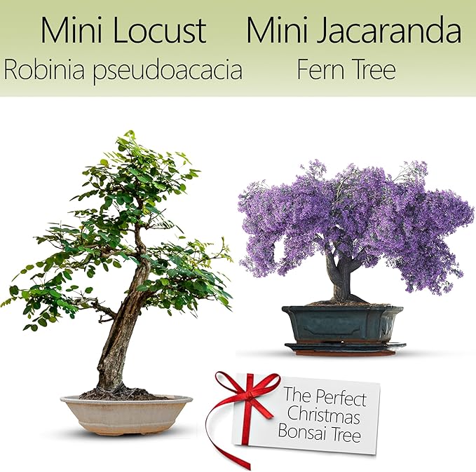 Bonsai Starter Kit – 2X Bonsai Tree | Complete Indoor Starter Kit for Growing Bonsai Plants with Tools & Planters – Gardening Gifts for Women & Men