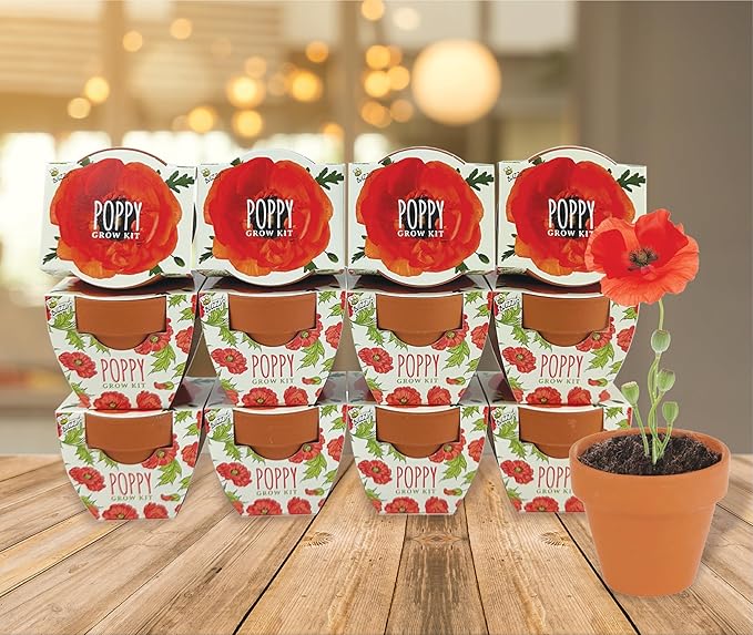BUZZY Seeds Terracotta Mini Grow Pots | Herb, Plant, Flower Starter Kit for Kids & Adults | Assorted 12-Pack, Poppy | Guaranteed to Grow | Best Indoor Grow Your Own Plant Gardening Gift
