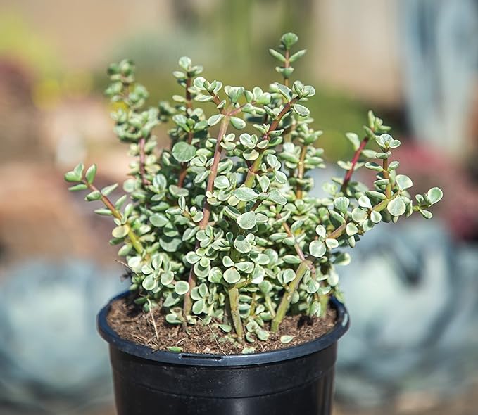 Succulents Plants Live Indoor Plants, Portulacaria Variegata Live Houseplants, Live Succulents Live Plants Indoor Succulent Plants, Indoor Plant Real Succulents Plants House Plants by Plants for Pets