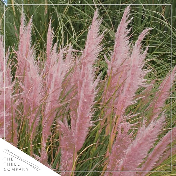 Live Ornamental Perennial Grass - Pink Pampas (2 Per Pack), Showy Accent Plant, 12" Tall by 6" Wide in 1.5 Quart Pot
