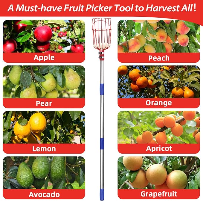 Fruit Picker Pole with Basket - Apple Picker Long Handle Telescoping, 5.5 FT Stainless Steel Fruit Picking Pole Extendable Fruit Catcher Tool for Avocado, Apricot, Pear, Orange, Mango Trees Picking