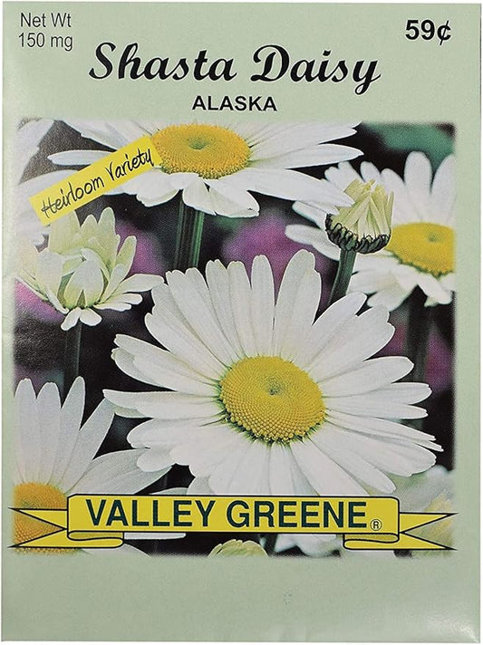 Set of Flower Seed Packets! Flower Seeds in Bulk - Great for Creating The Garden of Your Dreams! (50, Shasta Daisy - Alaska)