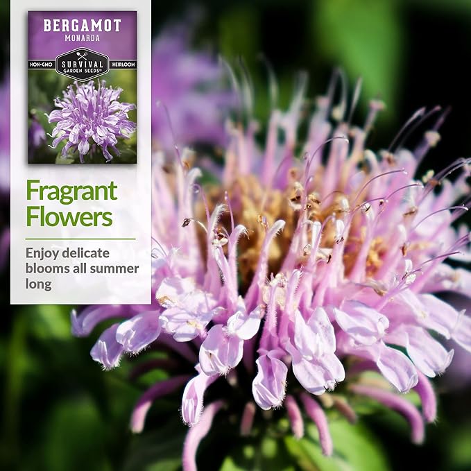 Survival Garden Seeds - Bergamot Herb (Bee Balm) Seed for Planting - 2 Packs with Instructions to Plant and Grow Lavender Monarda Wildflowers in Your Home Vegetable Garden - Non-GMO Heirloom Variety