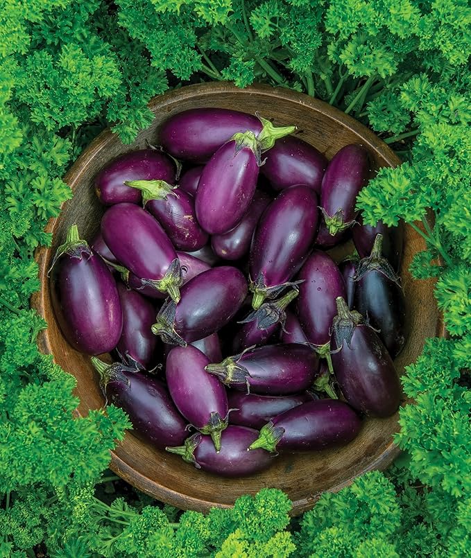 Burpee Patio Baby Eggplant Seeds 30 seeds