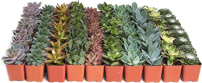 Shop Succulents Assorted Succulent Plant Pack Bulk Collection - Live Mini Succulent Plants, Low Maintenance, Mixture of Colors & Textures - Wedding and Party Favors, Gift & Garden, Pack of 40