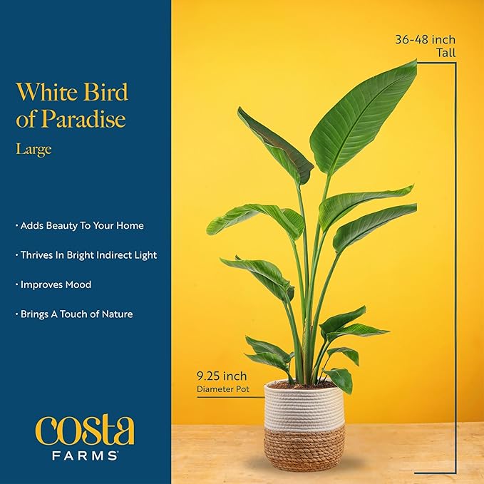 Costa Farms White Bird of Paradise, Live Indoor Plant in Boho Decor Plant Pot, Potting Soil Mix, Tropical Air Purifying Houseplant, Home and Office Decor, Unique Plant Gift, 3-4 Feet Tall